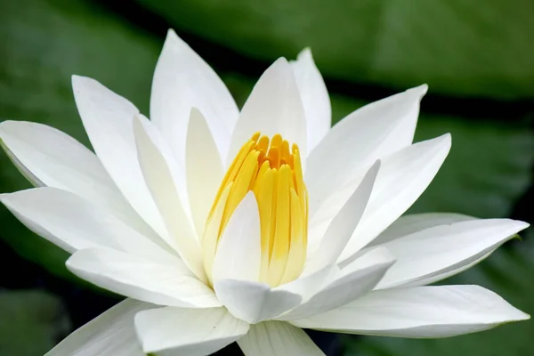 Weißer Lotus — Stockfoto