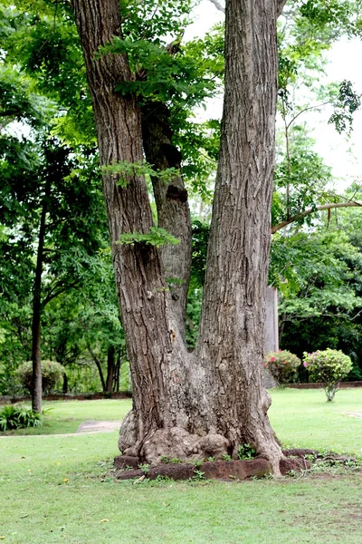 Old trees — Stock Photo, Image