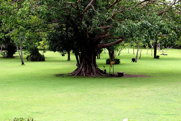 Garten — Stockfoto