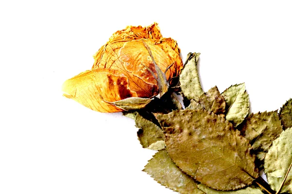 Rosas secas — Fotografia de Stock