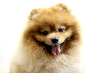 Pomeranya köpeği