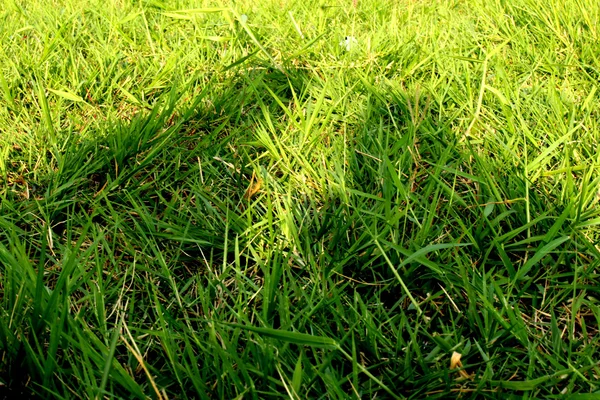 Gras — Stockfoto