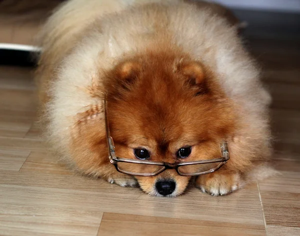 Pomeranian köpek gözlükleri vardı