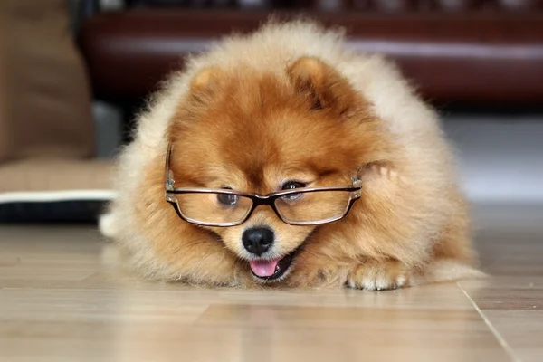 Pomeranian köpek gözlükleri vardı