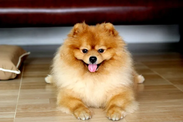 Pomeranian 개 — 스톡 사진