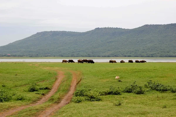 Traços lamacentos na estrada da floresta — Fotografia de Stock