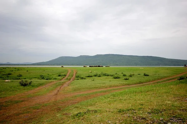 Traços lamacentos na estrada da floresta no verão . — Fotografia de Stock