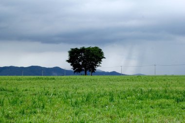 Vahşi doğada yalnız ağaç manzara.