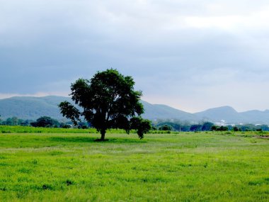 Açık havada büyük bir ağaç