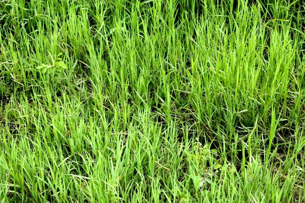 Close up on fresh green grass texture background — Stock Photo, Image