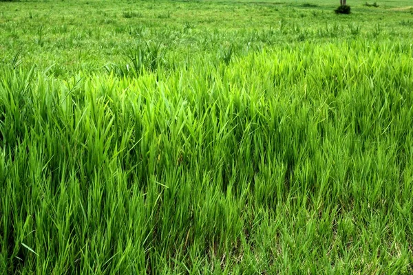 Close up on fresh green grass texture background — Stock Photo, Image