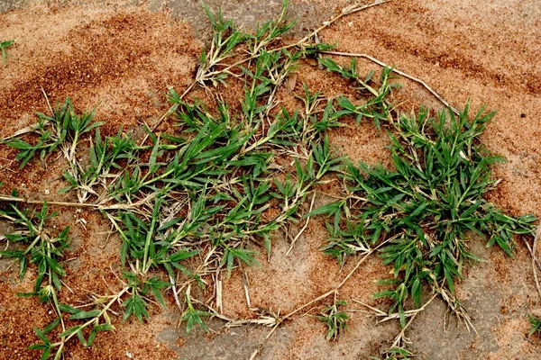 バミューダ島草やメキシコマンネングサ草 — ストック写真