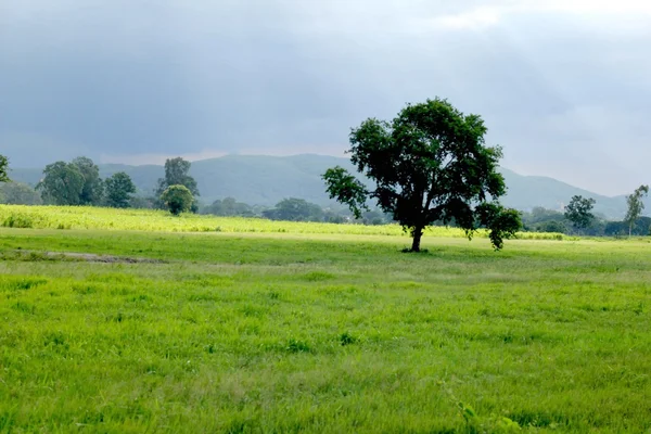 Floresta da pradaria do sol — Fotografia de Stock