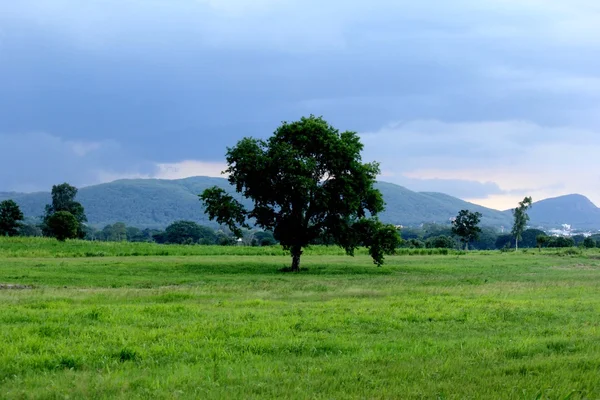 Un gran árbol al aire libre —  Fotos de Stock