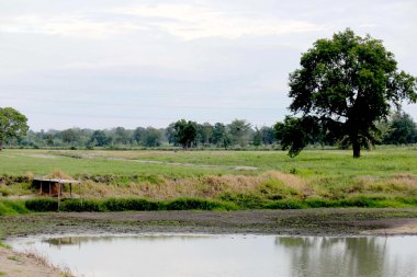  Çevre düzenlemesi havuzlar ve ormanlar