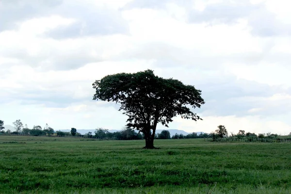 Landskap med ensamma träd i öknen. — Stockfoto