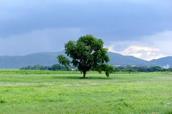 Krajina s samotný strom v divočině. — Stock fotografie