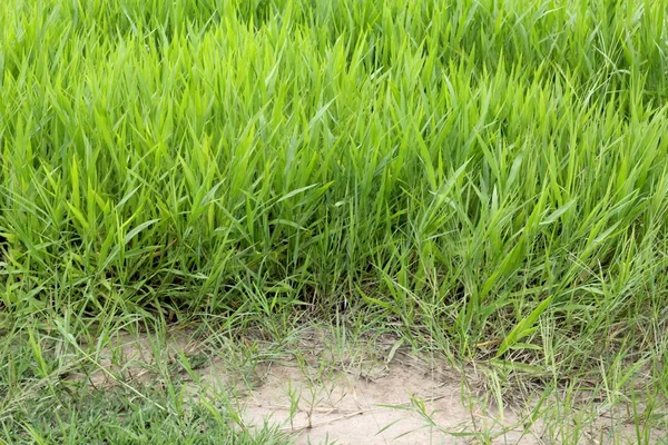 Close up on fresh green grass texture background — Stock Photo, Image