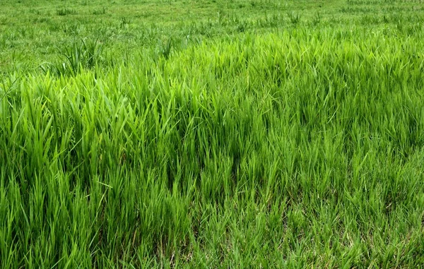 Close up on fresh green grass texture background — Stock Photo, Image