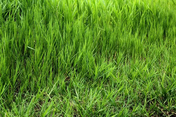 Close up on fresh green grass texture background — Stock Photo, Image