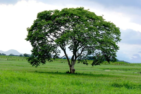 Vahşi doğada yalnız ağaç manzara.