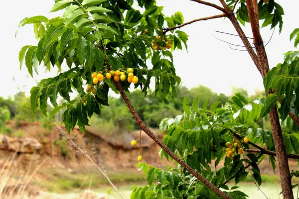 Neem, Neem Tree, Nim, Margosa, Chinine, Holy tree, Indian Margosa Tree, Pride of china, Siamese Neem Tree, seed extract, Brazilian. Pepe-albero è sostanza Azadiractina insetti parassiti attivi — Foto Stock