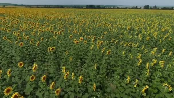 Veld van zonnebloemen op zonnige dag genomen van een drone. Gladde rijen zonnebloemen. — Stockvideo