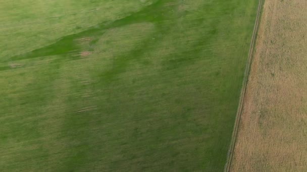 Champ avec verdure juteuse est remplacé par champ de blé, forêt, ciel bleu clair. — Video