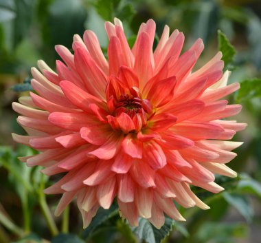 Bahçedeki güzel yıldız çiçeği