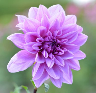 Bahçedeki güzel yıldız çiçeği