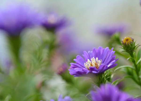 Beautiful Dahlia Garden — Stock Photo, Image