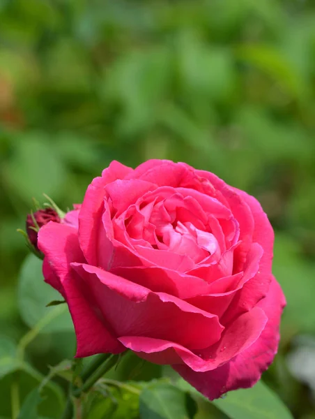 Magnifique Rózsa Dans Jardin — Stock Fotó
