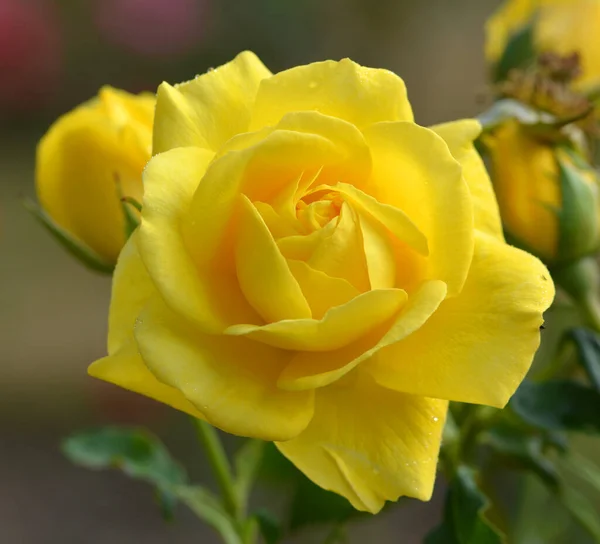 Magnifique Rose Jaune Dans Jardin — Stock Photo, Image