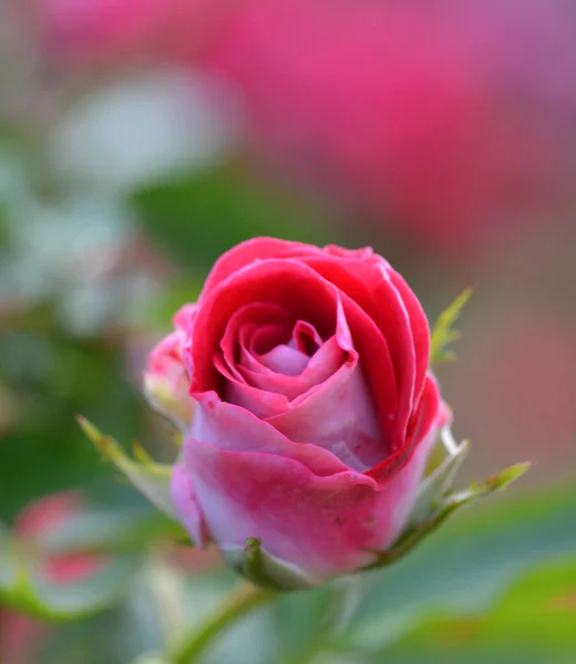 Beautiful Red Rose Garden — Stock Photo, Image