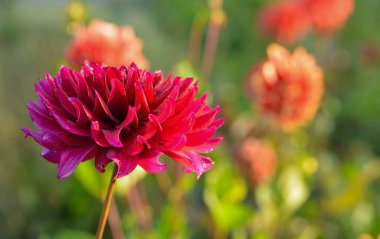 Bir yıldız çiçeğinin güzel yakın çekimi