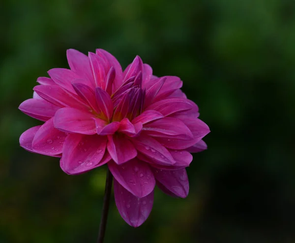 Beautiful Close Dahlia — Stock Photo, Image