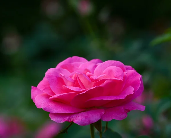 Красива Крупним Планом Троянда — стокове фото