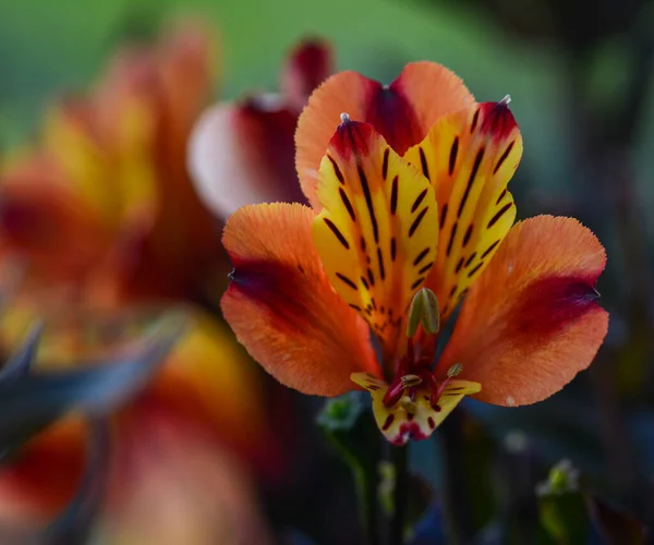 Schöne Peruanische Lilie Einem Garten — Stockfoto