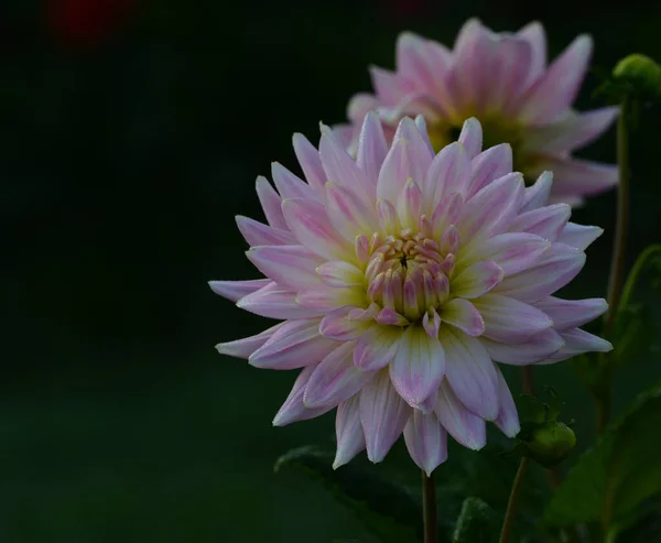 Beautiful Close Dahlia — Stock Photo, Image