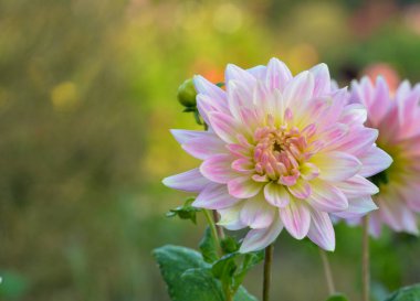 Bir yıldız çiçeğinin güzel yakın çekimi