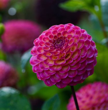 Bir yıldız çiçeğinin güzel yakın çekimi