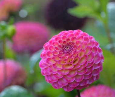 Bir yıldız çiçeğinin güzel yakın çekimi