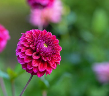 Bir yıldız çiçeğinin güzel yakın çekimi