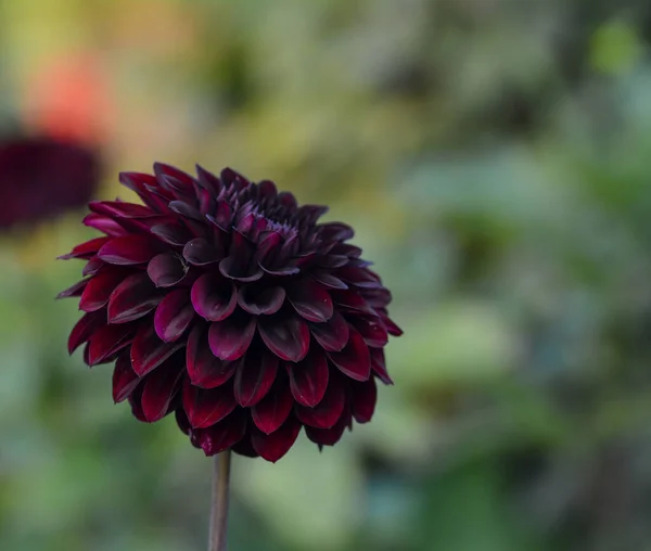 Beau Gros Plan Dahlia — Photo