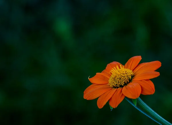 Schöne Nahaufnahme Einer Mexikanischen Sonnenblume — Stockfoto