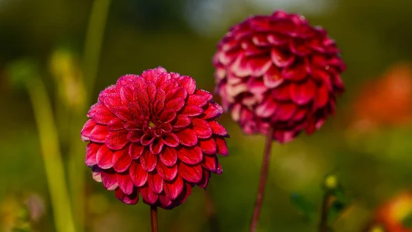 Hermoso Primer Plano Una Dalia —  Fotos de Stock