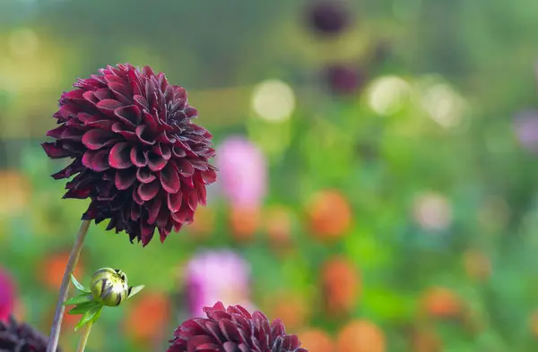 Mooie Close Van Een Dahlia — Stockfoto