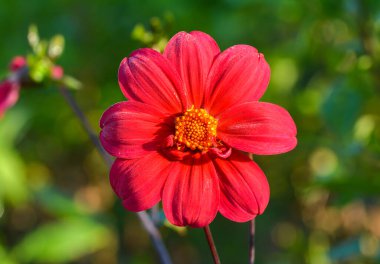 Bir yıldız çiçeğinin güzel yakın çekimi