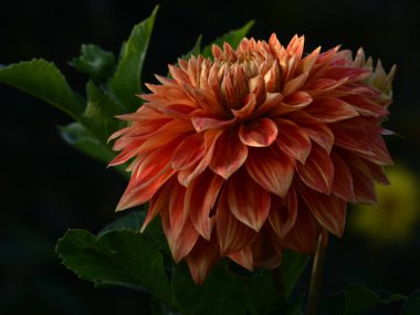 Bir yıldız çiçeğinin güzel yakın çekimi