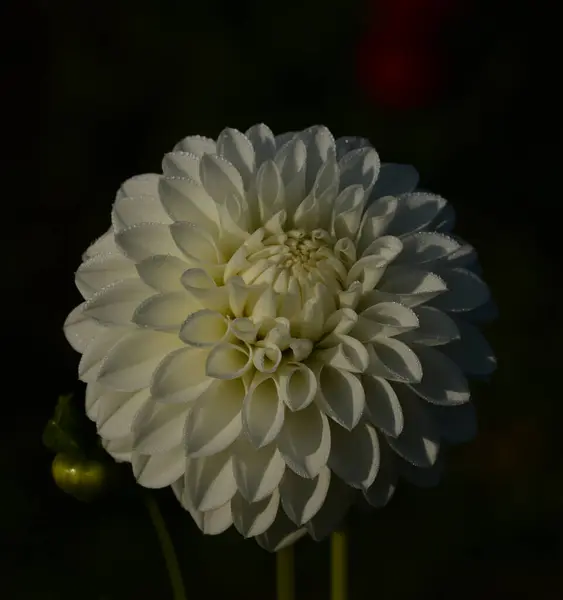 Beautiful Close Dahlia — Stock Photo, Image